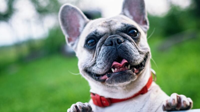 Happy French Bulldog with red collar enjoying a sunny day outdoors.