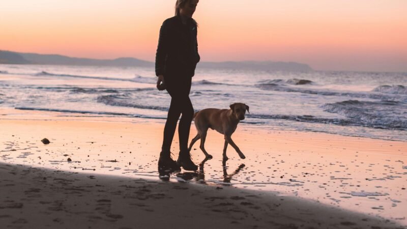 A person walks their dog along a sandy seashore as the sun sets.