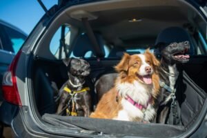 Read more about the article Top 7 Funny Accessory Ideas for Dog Lovers in 2026 for Relaxed Long Road Trips
