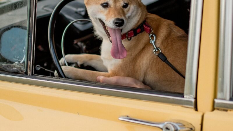 A cheerful Shiba Inu dog sitting in the driver seat of a classic yellow car, looking outside.